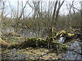 Waterlogged trees, Stanley Marsh local nature reserve in WF3 4NS