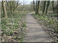 Hedgehog by the path, Stanley Marsh local nature reserve in WF3 4NS