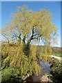 Weeping Willow at Bonehayne in EX13 6JP
