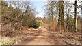 Forestry track to Buckholt Inclosure in GL16 7EN