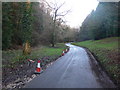 Road through Wraxhall Woods in DT2 0HP