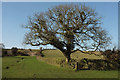 Oak near Dockwell Farm in TQ10 9EB