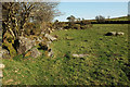 Rocks and trees near Dockwell Farm in TQ10 9EB