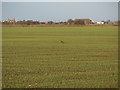 Pheasant in field in PE6 0NE