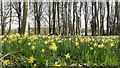 Wild daffodils in a young beech wood in GL18 1JX