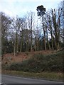 Trees seen from the A286 in GU27 2LD