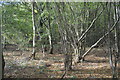 Hoad's Wood in TN26 3DZ