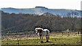 Horse - and view towards Chanctonbury Ring in BN44 3AY