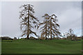 Trees in Verulamium Park in AL3 4GB