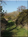 Footpath on Little Haldon in TQ14 9NY