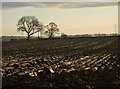 Fields by Riplingham Road in HU16 5WG