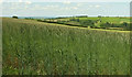 Barley near Holdridge in EX36 3HG