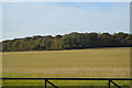 View towards The Forest in TN26 3DY