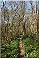 Footpath through Beech Wood in TN33 0QS