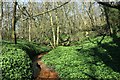 Stream through Beech Wood in TN33 0QS