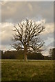 Lone tree in the middle of a field in GU32 2AJ