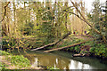 Fallen trees in the River Rother in GU32 2AJ