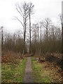 Footpath, Stavelarks Wood in SS6 7NP
