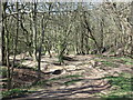 Downhill Mountain Bike Course, Holywell Dene in NE26 4RW