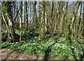 Wood anemones in Gillfield Wood in S17 4FR