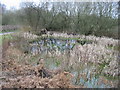 Pond at Gibbin's Brook in TN25 6HF