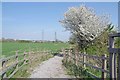 Cherry Blossom by The Bridleway in SS17 7RN