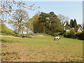 Horse paddock on Bell Hill, beside the A3 in GU32 1AJ