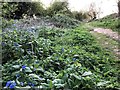 Wild flowers and footpath on an old sea bank in Leverington in PE13 5PP