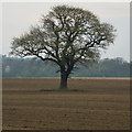 Lone tree, near Melton in HU14 3BB