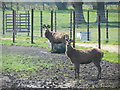 Pair of Stags on deer farm in GU31 5PF