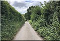 Track to Stantons Farm in East Chiltington