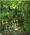 Yalberton Stream in TQ4 7HP