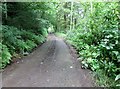 Forest  track  west  of  Hen  Poo  lake.  Duns  Castle in Berwickshire