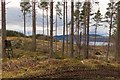 Forestry Operations in Clune wood in IV2 6TW