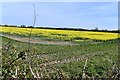 Piccadilly Corner: Oil seed rape crop with a very wide field margin in IP20 0BP