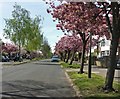 Blossom trees along Glenfield Road, Leicester in LE3 6FP