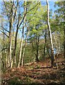 Birch woodland, Landmoth in DL6 3TF