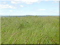 Coastal grassland, Granton Point in EH5 1QT