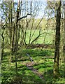 Tiny side stream in Cotcliffe Wood in Leake