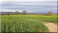 Crop of rape near Howle Hill in HR9 5SN
