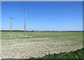 Electricity poles crossing Teversham Fen in CB1 9BJ