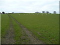 Sheep pasture in HR8 2RF