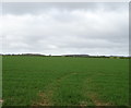 Crop field beside Garton Balk in YO25 3AB