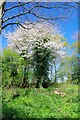 Wild Cherry in a Spring Wood Coppice in Upminster Ward