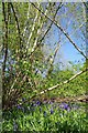 Bluebells in Middle Wood in Upminster Ward