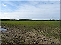 Crop field near Greenside Farm in YO60 7QP