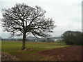 Oak tree by Siddington Lane in HR8 2LP