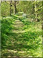 Perimeter path around Hampton Wood in CV35 8AT