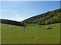 Sheep grazing beneath Strawberry Hanger in GU32 1DU