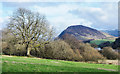 Field with tree near Loweswater in CA13 0SU